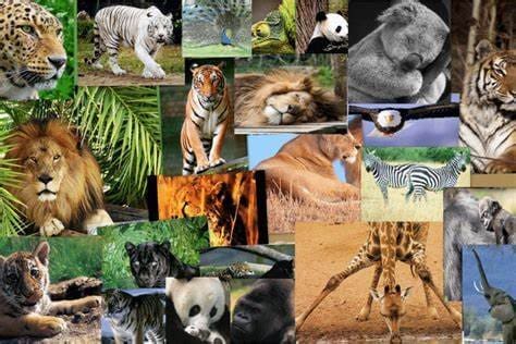 Sinecologia: um mosaico de fotos de várias espécies animais: cola, girafa, urso panda, leão, onça, zebra e tigre.