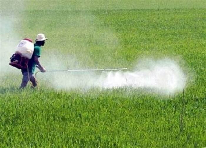 Um homem com equipamento adequado, mas sem máscara de proteção está aplicando fungicidas em uma plantação