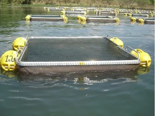 Tanques de peixes flutuam na piscicultura superintensiva