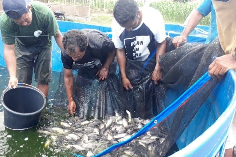 Várias pessoas observam o resultado da Piscicultura