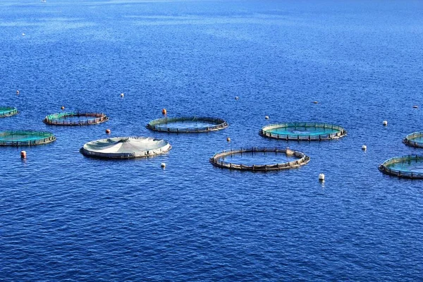 Estruturas circulares se destacam no mar para produção da Maricultura