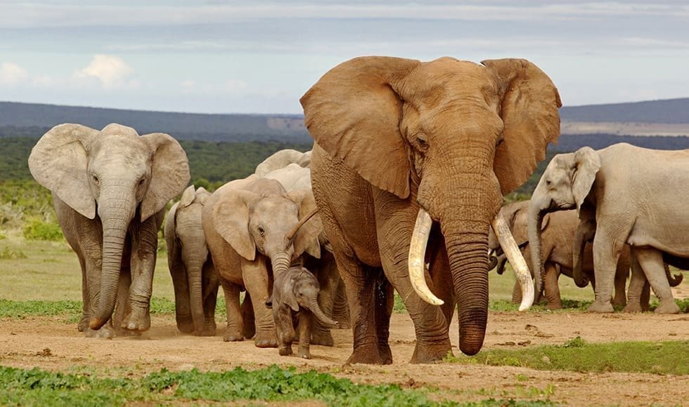 Grupo de proboscídeos, elefantes africanos, caminhando juntos em ambiente de savana.