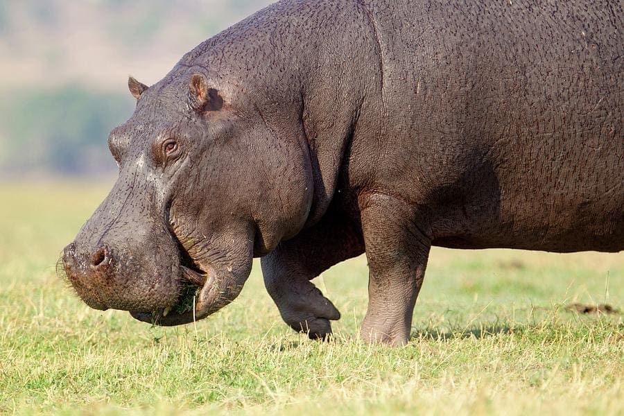 Foto de um hipopótamo em um campo aberto, destacando sua boca, nariz, olhos, orelhas e patas dianteiras.