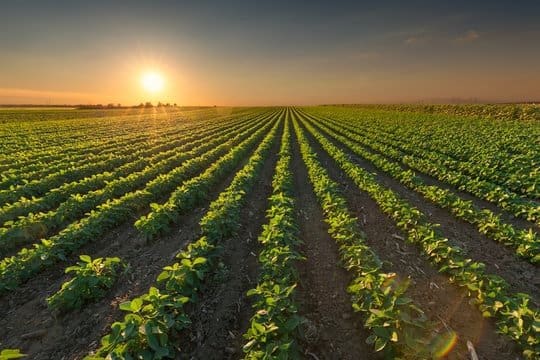 Plantação enorme de monocultura exemplifica a concentração de terrea no Brasil