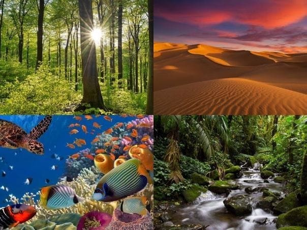 Montagem com quatro ambientes naturais: uma floresta iluminada pelo sol; dunas de um deserto ao pôr do sol; um recife de coral com peixes coloridos e uma tartaruga marinha; e uma floresta tropical densa com um riacho entre pedras